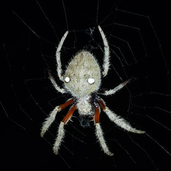 Hortophora