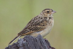 Mirafra javanica