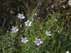 Wahlenbergia cuspidata