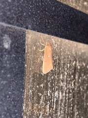 Virbia aurantiaca