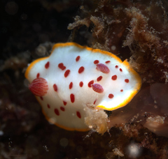 Goniobranchus splendidus