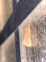 Virbia aurantiaca