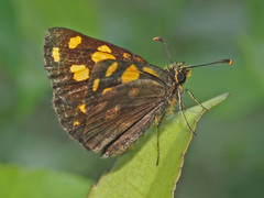 Metisella metis