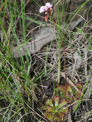 Drosera natalensis