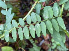 Vicia gigantea