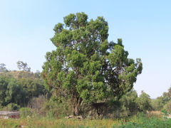 Juniperus flaccida