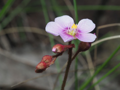 Drosera natalensis