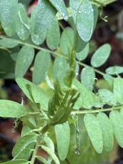 Vicia gigantea