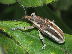 Lixinae
