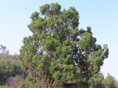 Juniperus flaccida