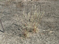 Andropogon gayanus