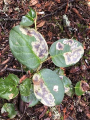 Cameraria gaultheriella