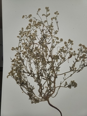 Cryptantha recurvata