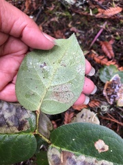 Cameraria gaultheriella