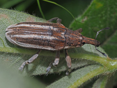 Lixinae
