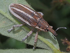 Lixinae