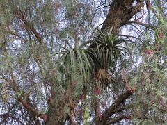 Tillandsia prodigiosa