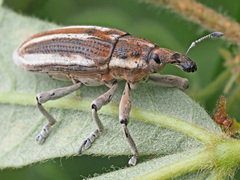 Lixinae