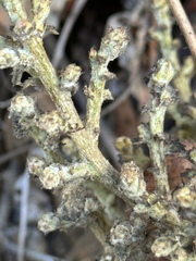 Cystotheca lanestris