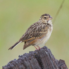 Mirafra javanica