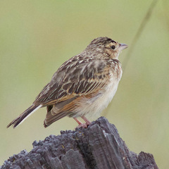 Mirafra javanica