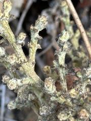 Cystotheca lanestris