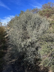 Ceanothus pauciflorus