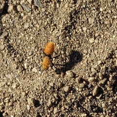 Dasymutilla californica