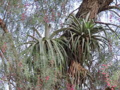 Tillandsia prodigiosa
