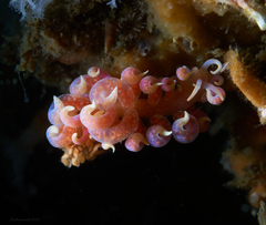 Phyllodesmium poindimiei