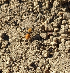 Dasymutilla californica
