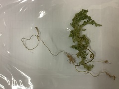 Selaginella griffithii