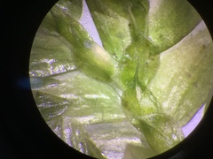 Selaginella griffithii