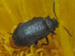 Gastrida abdominalis