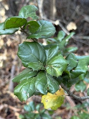 Cystotheca lanestris