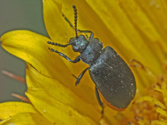 Gastrida abdominalis