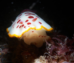 Goniobranchus splendidus