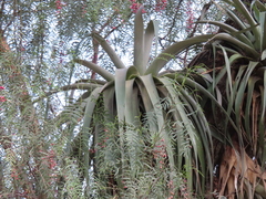 Tillandsia prodigiosa