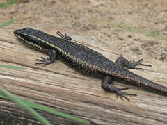 Trachylepis punctatissima