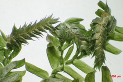 Selaginella griffithii