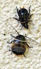 Ellipsidion australe