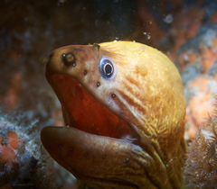 Gymnothorax prasinus