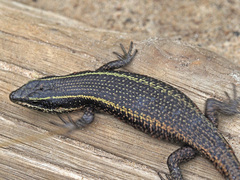 Trachylepis punctatissima