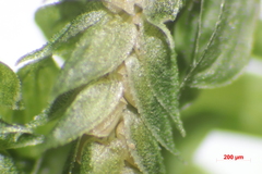 Selaginella griffithii