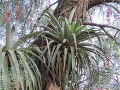 Tillandsia prodigiosa
