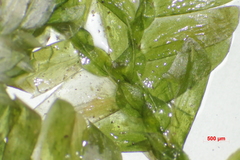 Selaginella griffithii