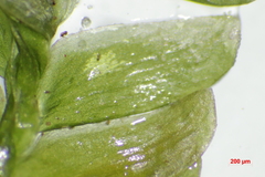 Selaginella griffithii