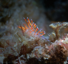 Coryphellina poenicia