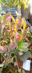 Coleus