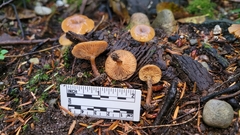 Lactarius carbonicola